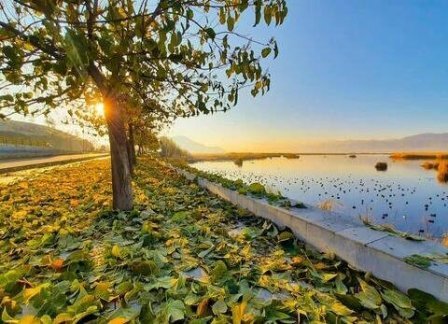«پالونیا» تهدید یا فرصت برای شمال کشور؟!! آیا جنگلهای هیرکانی در معرض خطرند؟