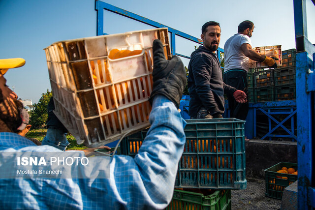 لزوم نظارت و آموزش به سورتینگداران مازندران