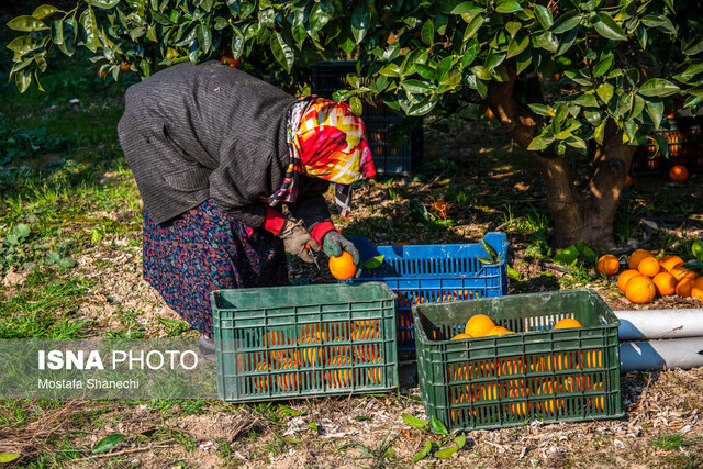 لزوم نظارت و آموزش به سورتینگداران مازندران