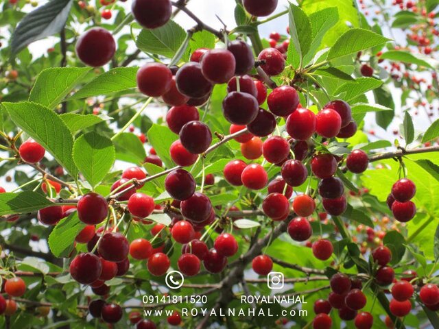 فروش نهال آلبالو