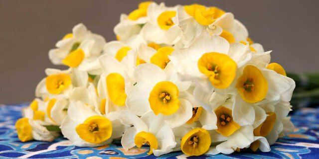 قیمتهای جدید گل برای روز مادر/ فروشندگان افزایش قیمت نداشته باشند قیمتهای جدید گل برای روز مادر/ فروشندگان افزایش قیمت نداشته باشند