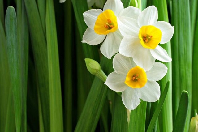 چرا گل نرگس برای ایرانیها اینقدر محبوب است؟ چرا گل نرگس برای ایرانیها اینقدر محبوب است؟