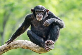 شامپانزه‌های جوان ریسک‌پذیرتر از مسن‌ها هستند