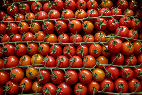 نمایشگاه توانمندی های صادراتی استان لرستان