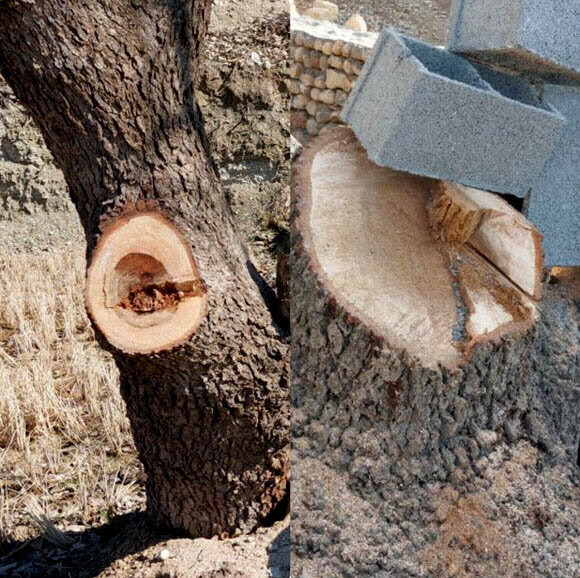 عکس تزیینی است جزئیات قلع و قمع ۵۰ درخت بوستانی در زعفرانیه تهران