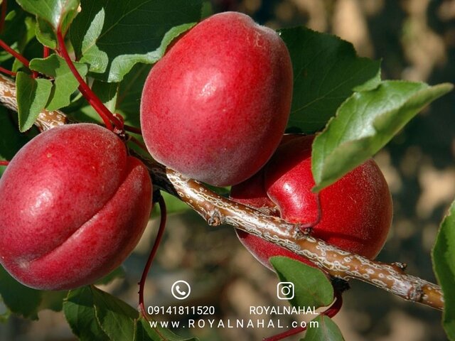 با میوه طلای تابستانی بیشتر آشنا شوید