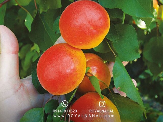 با میوه طلای تابستانی بیشتر آشنا شوید