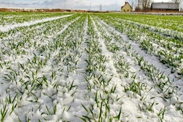 تصویر تزیینی است سرما بیشاز ۲۵ هزار تُن از محصولات زراعی همدان را از بین برد