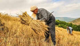 تحت پوشش بیمه قرار گرفتن ۶۶ درصد واحدهای پرورش طیور کشور