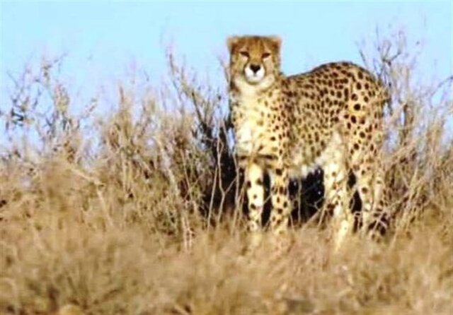 آخرین تصویر از ماده یوز"مهشاد" خودنمایی دوباره "مهشاد"در توران/ مشاهده ۱۷ یوزپلنگ از ابتدای سال تاکنون