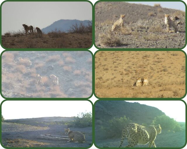 خودنمایی دوباره "مهشاد"در توران/ مشاهده 17 یوزپلنگ آسیایی از ابتدای سال تاکنون