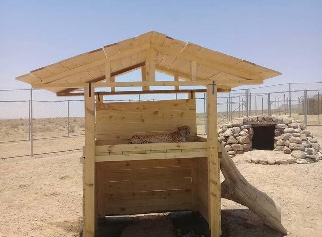 "کوشکی" چگونه به اسیارت رفت؟/"کوشکی" رکورددار یوزها در عمر طولانی