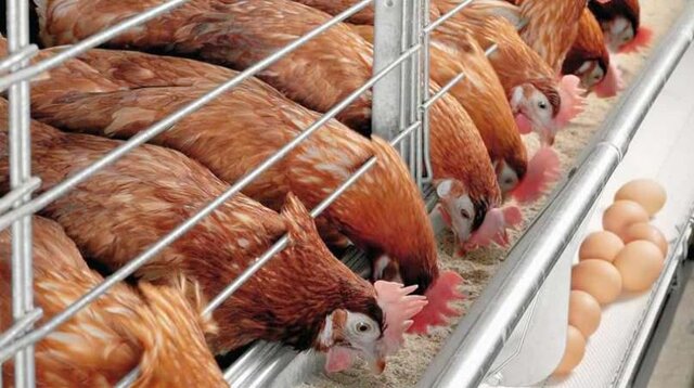 استراتژی‌های تغذیه‌ای برای بهبود باروری خروس‌های گلّه مادر