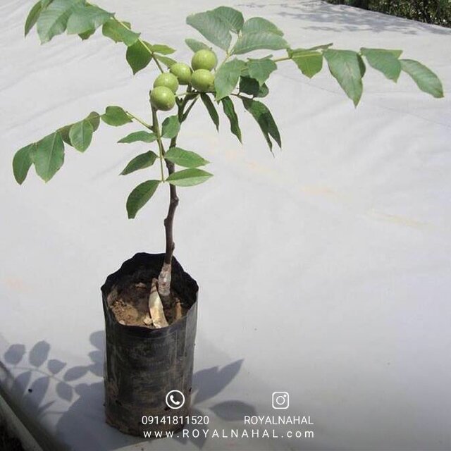 نهال گردو چندلر