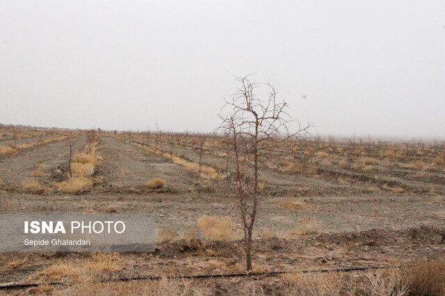 بازدید رئیس جهاددانشگاهی کشور از مجتمع گیاهان دارویی خراسان جنوبی
