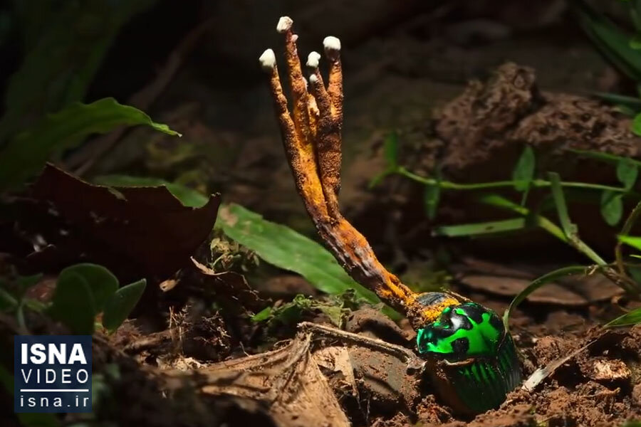 ویدیو / قارچ انگلی که از قربانیان خود زامبی می‌سازد