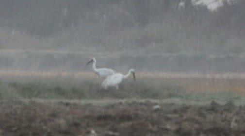 امید و آرزو بدون «امید» کریدور غرب آسیا کور میشود