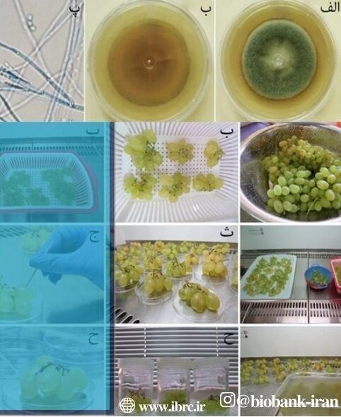 شناسایی مخمرهایی که از آلودگی قارچی انگورها جلوگیری میکند