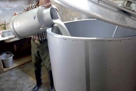 خرید بیش از ۳۵۰۰ تن شیر توسط تعاون روستایی از دامداران خراسان شمالی
