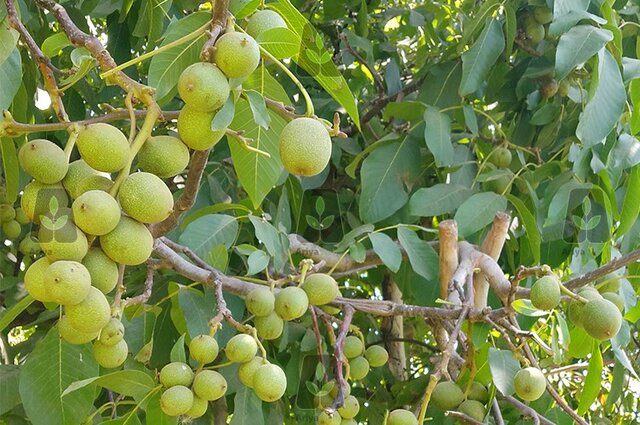 خرید 3 نهال گردویی که بیش از 300 کیلو در سال باردهی دارند