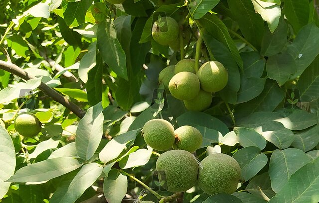 خرید 3 نهال گردویی که بیش از 300 کیلو در سال باردهی دارند