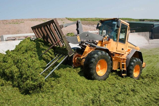 *تزئینی* تامین علوفه مورد نیاز آهوان جزیره خارگ