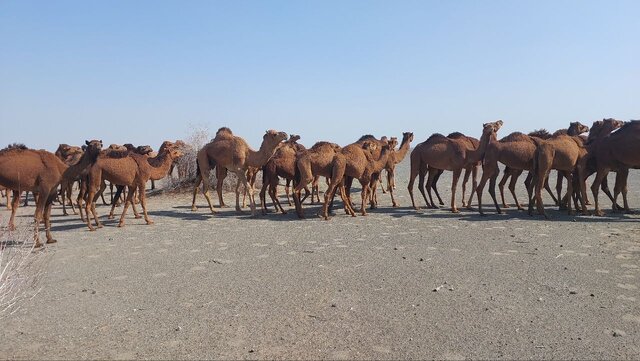 برگزاری جشن عشایر در فنوج/ ۱۰۰۰ پروژه عشایری در حال افتتاح