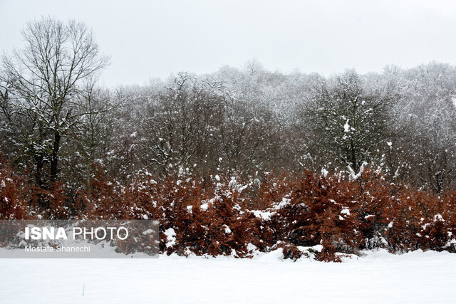 چشم مازندرانیها به برف روشن شد
