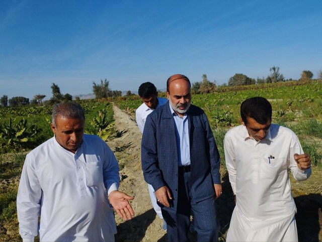 بیش از ۵ هزار هکتار موزستان در زرآباد پایتخت موز کشور وجود دارد