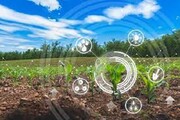 مبارزه با مثلث «شوری، خشکی و گرما» در مزارع یزد/کشاورزی بر مدار «کم‌آب‌بری و ارزش‌افزوده»
