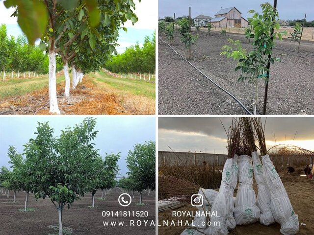 خرید نهال گردو چندلر و فرنور لیبلدار