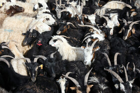 رزمایش جهادی دامپزشکی در شهرستان‌های عشایرخیز یزد