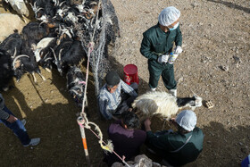 رزمایش جهادی دامپزشکی در شهرستان‌های عشایرخیز یزد