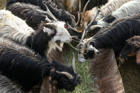 رزمایش جهادی دامپزشکی در شهرستان‌های عشایرخیز یزد