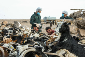 رزمایش جهادی دامپزشکی در شهرستان‌های عشایرخیز یزد