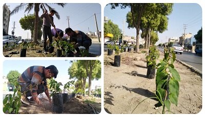 توزیع رایگان گل کاغذی و درختان مثمر در خاش 