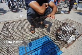 برخورد با عرضه جانوران ممنوعه در بازار نوروزی کرمانشاه