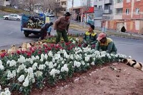 مهریز بوی بهار می‌گیرد