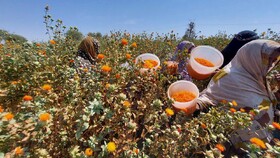 برداشت گلچه های گلرنگ مزارع سیستان وبلوچستان از شهرستان دشتیاری