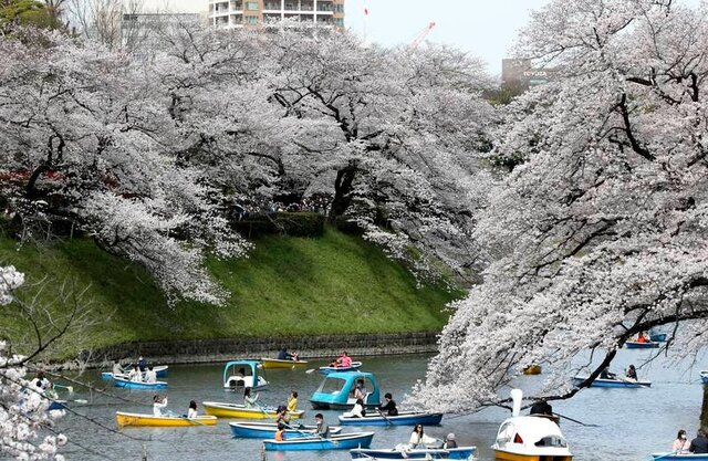 ژاپن دوباره صورتی میشود!