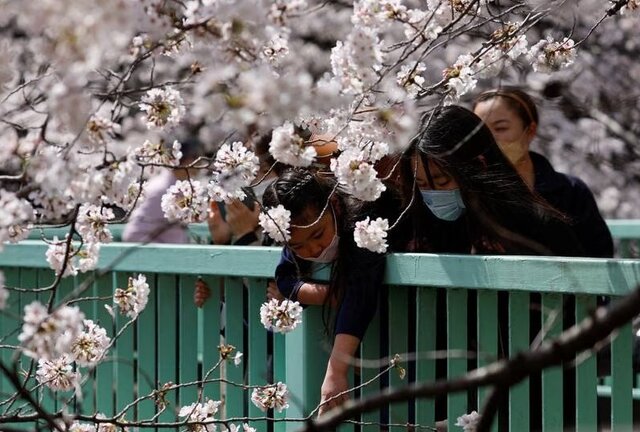 ژاپن دوباره صورتی میشود!