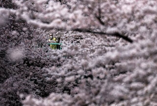 ژاپن دوباره صورتی میشود!