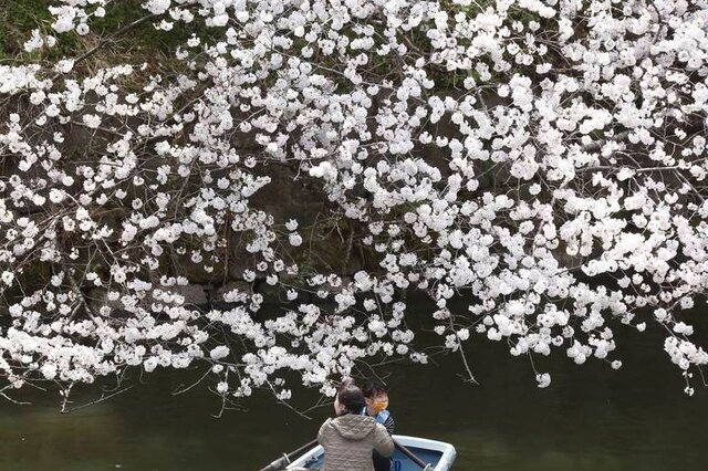 ژاپن دوباره صورتی میشود!