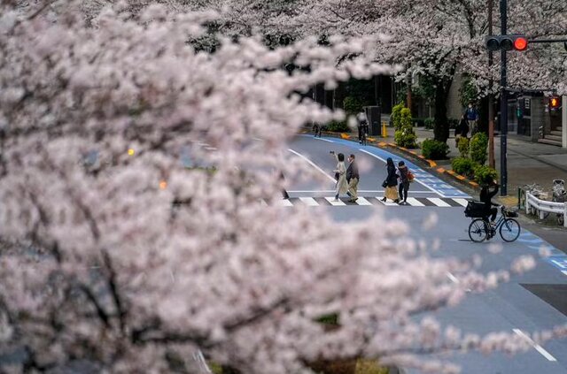 ژاپن دوباره صورتی میشود!