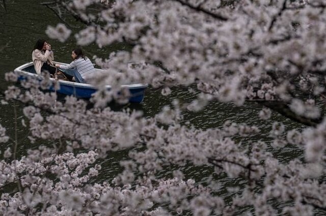 ژاپن دوباره صورتی میشود!