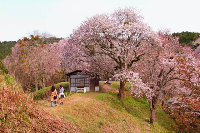 ژاپن دوباره صورتی میشود!