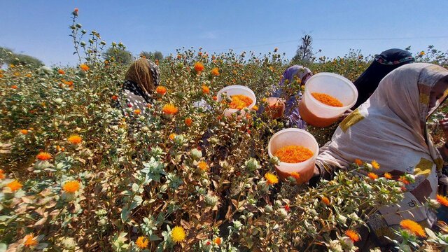 برداشت گلچه های گلرنگ مزارع سیستان وبلوچستان از شهرستان دشتیاری