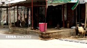 مخاطرات کشتار غیرمجاز دام در روز عید قربان