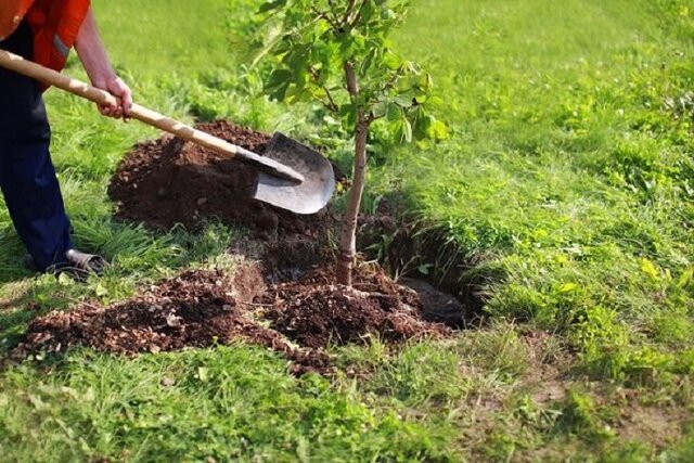 میزان موفقیت طرح درختکاری در گلستان چقدر است؟