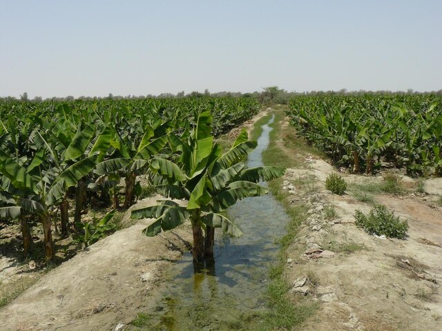 افزایش ۱۵۰ هکتاری موزستان های شهرستان دشتیاری